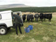 Cows (67kb)